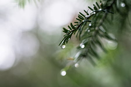 Selective Focus Photography of Plant With Dew thumbnail