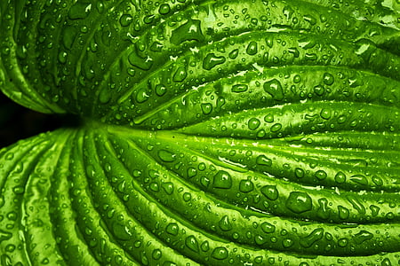 macro photography of green leaf with water dew thumbnail