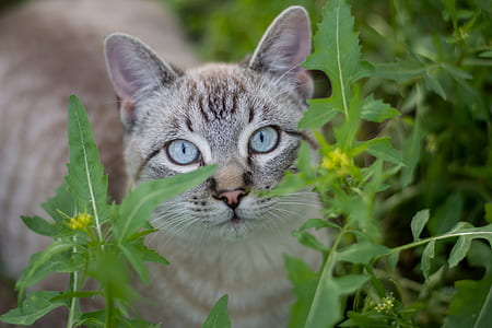 selective focus photography of grey cat thumbnail