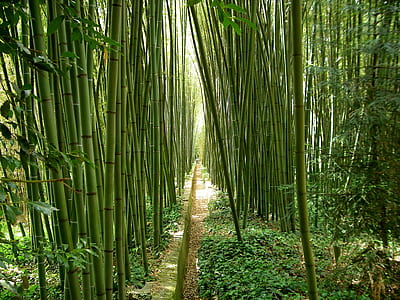 pathway surrounded with bamboos thumbnail