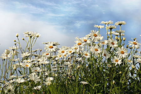 daisy meadow under cloudy blue sky during daytime thumbnail