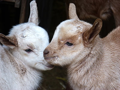brown and white goats thumbnail