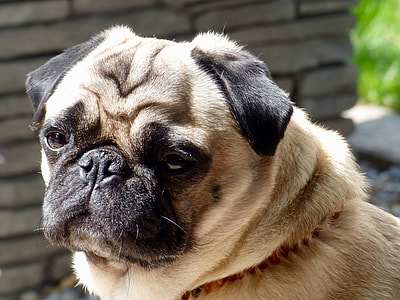 selective focus photography fawn pug thumbnail