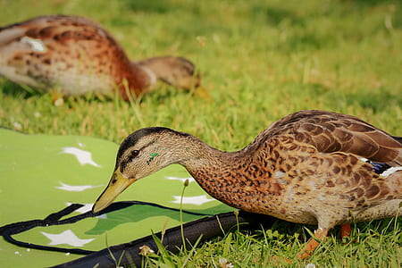 two brown ducks on green grass thumbnail