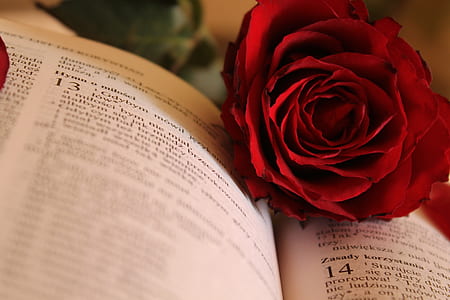love, romantic, petals, flower thumbnail