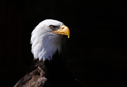 American bald eagle thumbnail