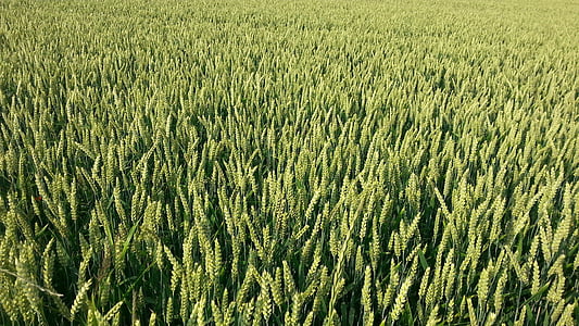 wheat field thumbnail