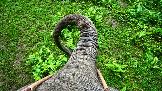 top view of animal tail thumbnail