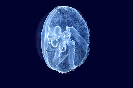 blue jellyfish digital wallpaper thumbnail
