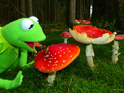 Fly Agaric, Mushrooms thumbnail