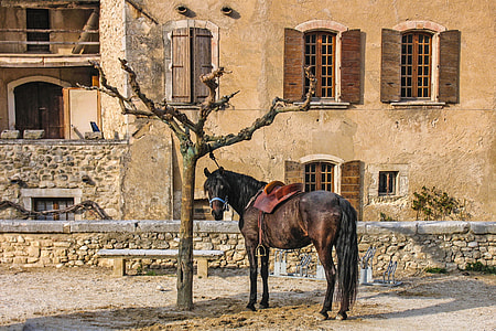brown and black horse with brown leather horse paddle seat thumbnail