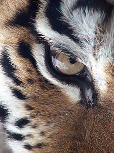 closeup photo of brown and white owl thumbnail