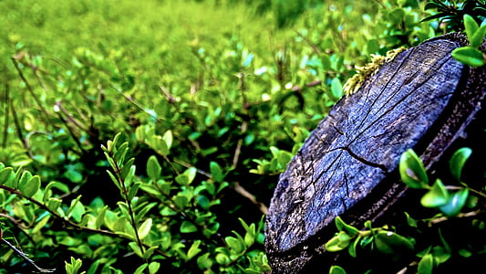 wood, nature, field, grass thumbnail