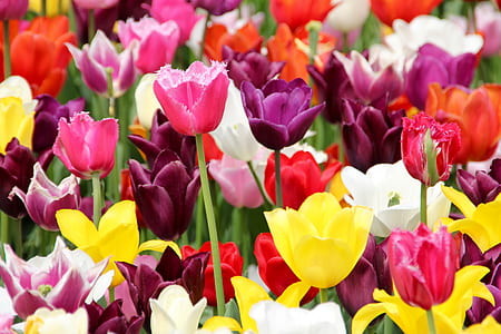 pink, red, and yellow flowers thumbnail