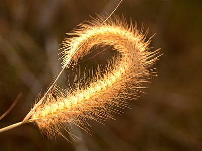 selective focus photography brown plant thumbnail