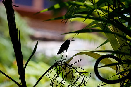 silhouette photo of black bird perched on plant during daytime thumbnail