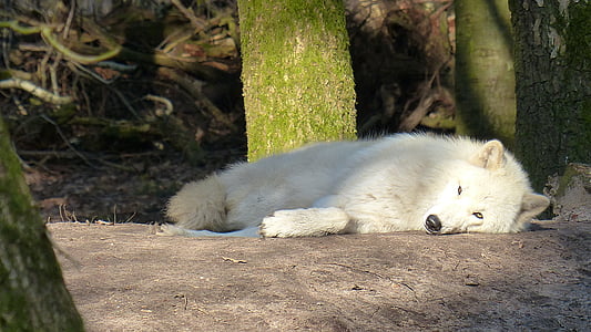 wolf, wild animal, predator, carnivores, animal world, wildlife photography thumbnail