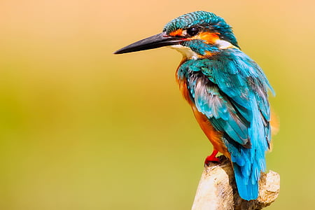 Selective focus photography of River kingfisher thumbnail