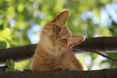 orange tabby cat on tree trunk thumbnail