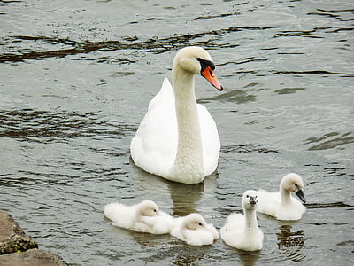 white duck swimming on water thumbnail