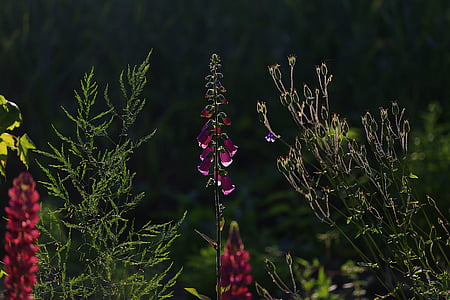 pink flowers thumbnail