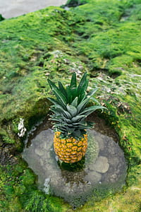 green and yellow pineapple fruit thumbnail