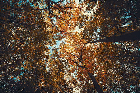 nature, trees, leaves, autumn thumbnail
