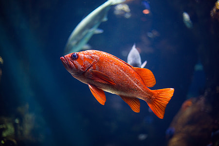 red fish thumbnail
