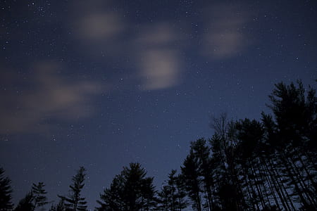 Silhouette of Trees during Night Time thumbnail