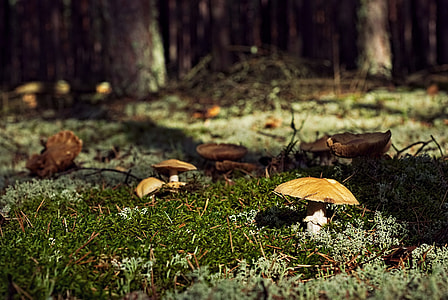 shallow focus photography of brown mushrooms thumbnail