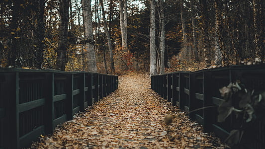 road with black wooden fence at daytime thumbnail