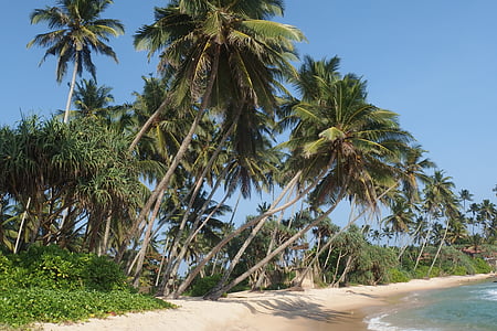 scenery of beach shore thumbnail