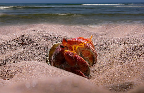 red seashell on sands near shoreline thumbnail