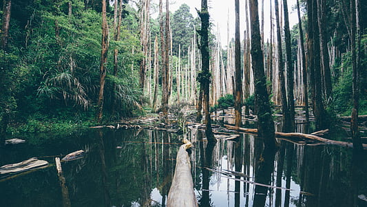 trees on body of water thumbnail