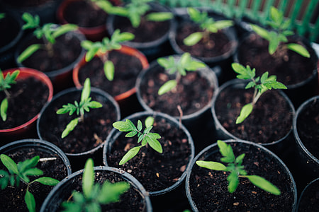 Green garden plants thumbnail