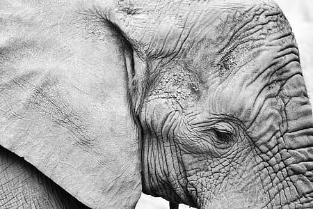 grayscale photography of elephant thumbnail