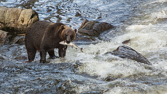 brown bear on river biting a fish thumbnail