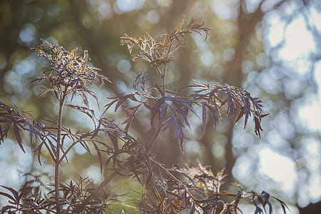 Black Leaf Tree thumbnail