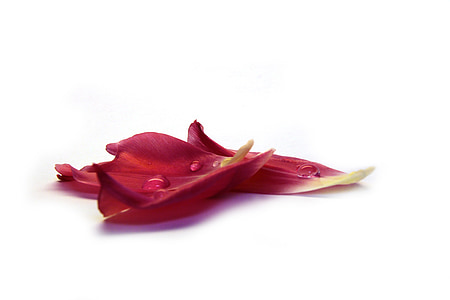red flower petals with dew drops thumbnail