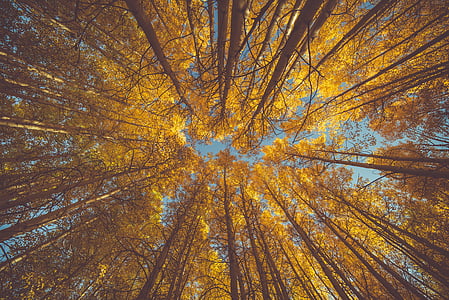worm's eye view of trees thumbnail