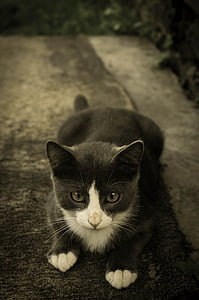 black and white cat on gray surface thumbnail
