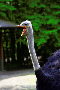 black ostrich thumbnail