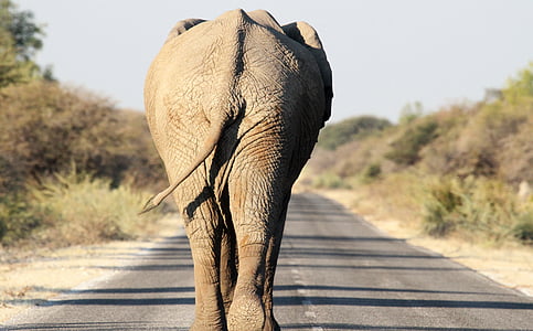 tilt shift lens photography of elephant walking on the road thumbnail