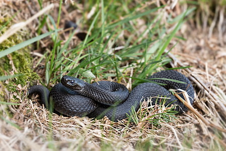 black snake on grass thumbnail