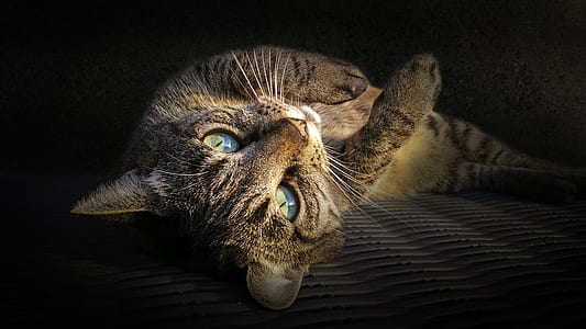 focus photography of gray tabby cat thumbnail