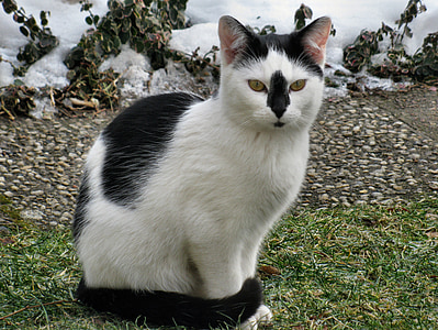 tuxedo cat sitting on grass thumbnail