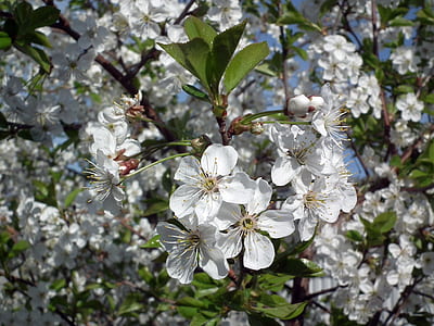 white cherry blossoms blooming at daytime thumbnail