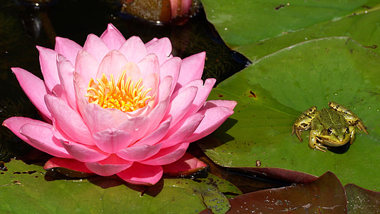 pink lotus flower with green lily pad thumbnail