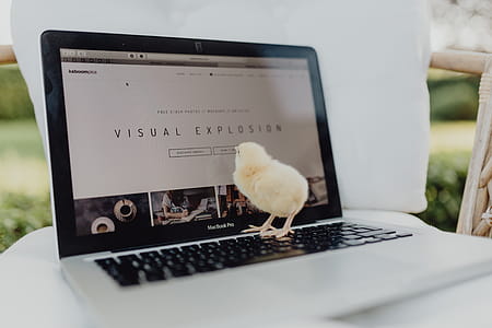 Newborn little chicken and laptop thumbnail