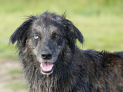 medium short-coated black dog on grass field thumbnail